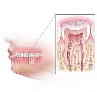 ENDODONCIJA 1